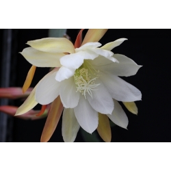 Epiphyllum Emperor Seimu
